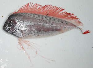 subadulter Bandfisch