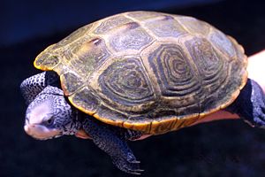 Ausgewachsenes Weibchen der Diamantschildkröte