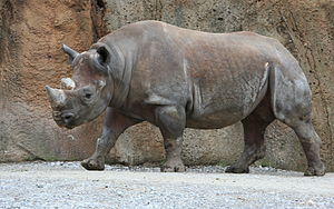 Ostafrikanisches Spitzmaulnashorn (Diceros bicornis)