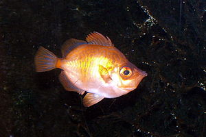 Eberfisch (Capros aper)