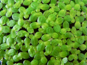 Kleine Wasserlinse (Lemna minor)