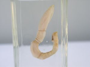 Eichelwurm Saccoglossus spec.