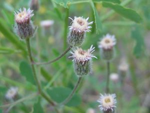 Scharfes Berufkraut (Erigeron acer)