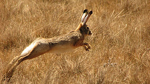 Ethiopian Highland Hare (Lepus starcki) running.jpg