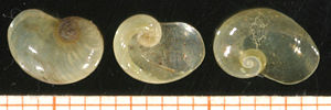 Ohrförmige Glasschnecke (Eucobresia diaphana)