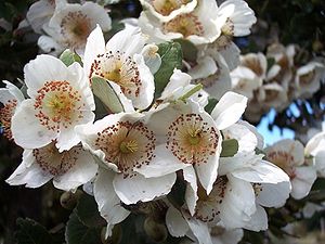 Chilenische Scheinulme (Eucryphia cordifolia), Blüten