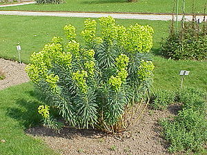 Palisaden-Wolfsmilch (Euphorbia characias)