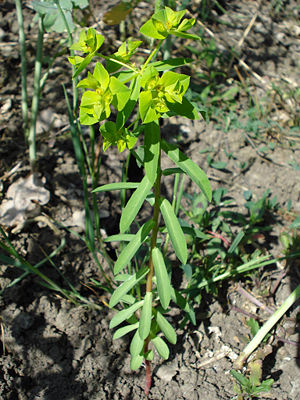 Breitblättrige Wolfsmilch (Euphorbia platyphyllos)