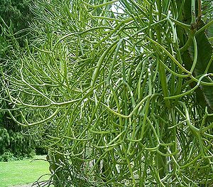 Bleistiftstrauch (Euphorbia tirucalli)