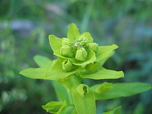 Rutenförmige Wolfsmilch (Euphorbia virgata)