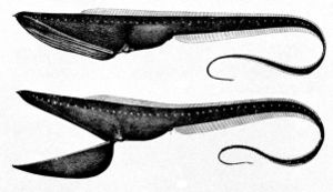 Pelikanaal (Eurypharynx pelecanoides)