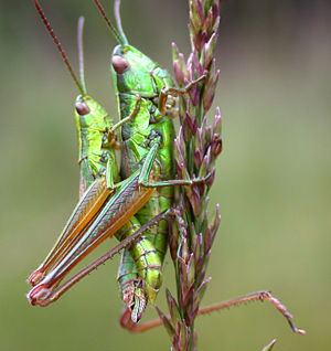 Pärchen der Kleinen Goldschrecke (Euthystira brachyptera)