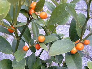 Fruchtende Triebe der Hongkong Kumquat