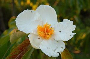 Blüte einer Franklinie (Franklinia alatamaha)