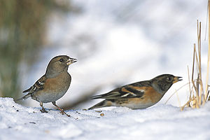 Bergfinken (Fringilla montifringilla)