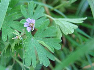 Kleiner Storchschnabel (Geranium pusillum)