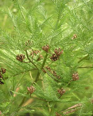 China-Zypresse (Glyptostrobus pensilis)