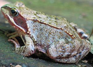 Grasfrosch (Rana temporaria)