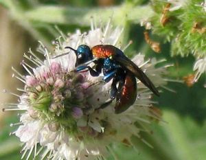 Sand-Goldwespe (Hedychrum nobile)