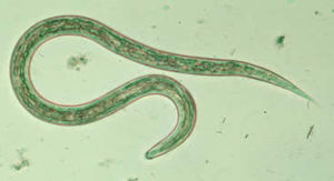 Freilebende Larve des Hakenwurmes Ancylostoma duodenale