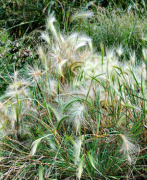 Mähnengerste (Hordeum jubatum)