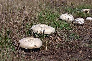 Horse mushroom (Agaricus arvensis).jpg