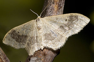 Breitgebänderter Staudenspanner (Idaea aversata)