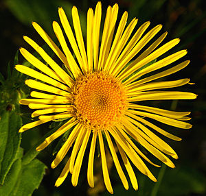 Wiesen-Alant (Inula britannica), Blütenkörbchen mit Zungen- und Röhrenblüten