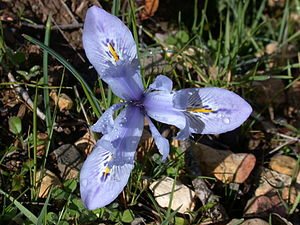 Iris histrio 2.JPG
