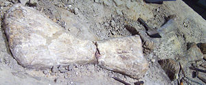 Janenschia-Fossilien im Museum für Naturkunde, Berlin