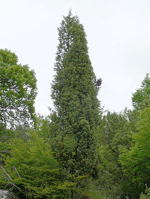 Juniperus deltoides in Bulgarien