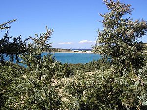 Juniperus macrocarpa in Langeri auf der griechischen Insel Paros