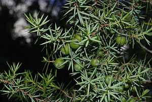 Juniperus oxycedrus Ibiza.jpg