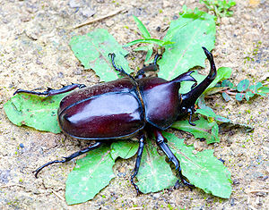 Trypoxylus dichotoma, Männchen