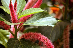 Katzenschwänzchen (Acalypha hispida)