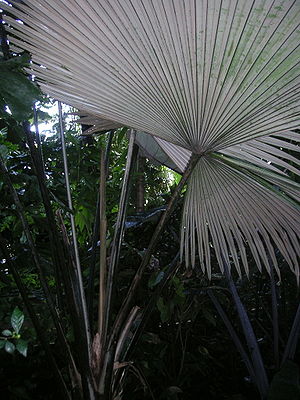 Kerriodoxa elegans Habitus.jpg