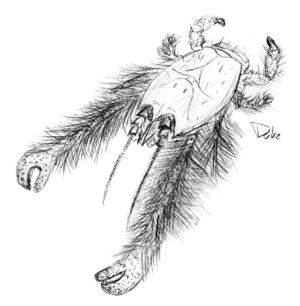 Zeichnung der Yeti-Krabbe (Kiwa hirsuta)