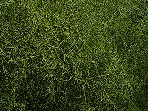 Koeberlinia spinosa WikiPlant.jpg