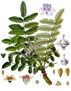 Somalischer Weihrauch (Boswellia sacra), Illustration
