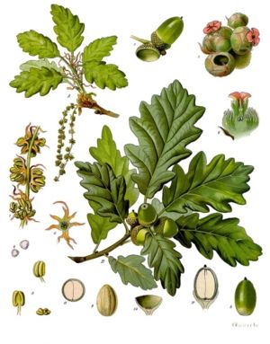 Trauben-Eiche (Quercus petraea)