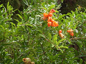 Blüten und Früchte des Granatapfel (Punica granatum)
