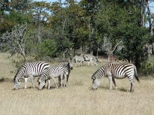 Steppenzebras im Mosi-oa-Tunya-Nationalpark, Sambia