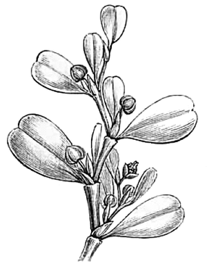 Illustration von Lactoris fernandeziana