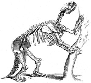 Alte Darstellung des Skeletts