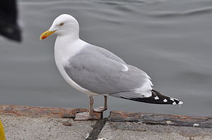 Silbermöwe (Larus argentatus)