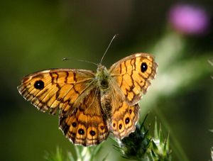 Mauerfuchs (Lasiommata megera) Weibchen