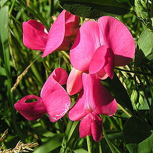 Blüten der Knollen-Platterbse (Lathyrus tuberosus)