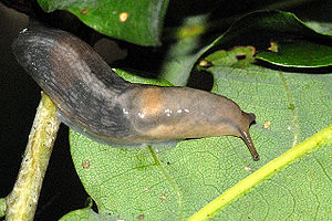 Baumschnegel (Lehmannia marginata)