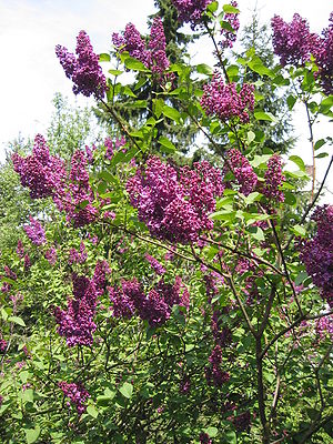 Gemeiner Flieder (Syringa vulgaris)