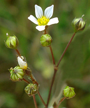 Purgier-Lein (Linum catharticum)